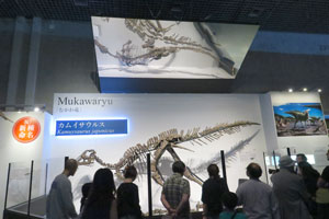 9月6日に学名がカムイサウルスと決まった「むかわ竜」の全身復元骨格