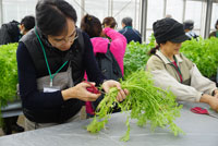 収穫した野菜の根おとしをして・・・