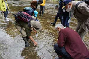 養老川の河床で貝化石を探す
