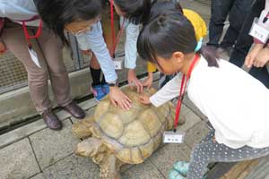 あたたかい陽気の中 リクガメもお散歩