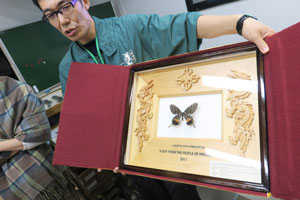 ブータン国王寄贈「ブータンシボリアゲハ」標本(日本には２点のみ)